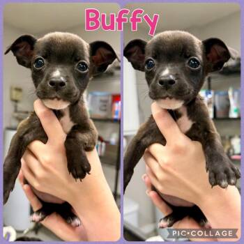 Buffy -  Chihuahua and Pug Dog for Adoption in Opelika, Alabama - Buffy | PetCurious