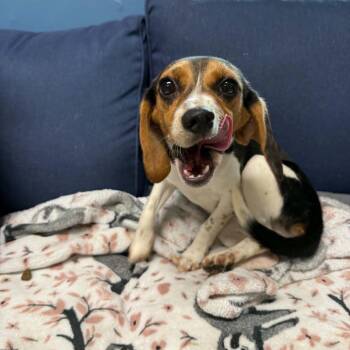 Bronx -  Beagle Dog for Adoption in Sunderland, Maryland - Bronx | PetCurious
