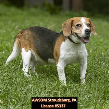 Griffey -  Beagle Dog for Adoption in Stroudsburg, Pennsylvania - Griffey | PetCurious