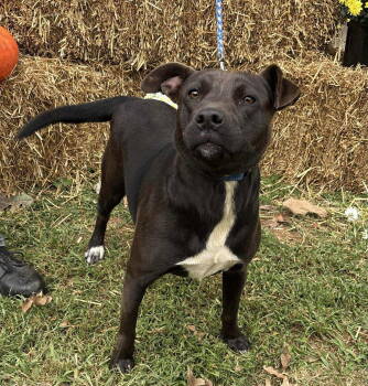 Rescue Pit Bull Terrier Dogs for Adoption in Rustburg, Virginia - Bella - At Shelter | PetCurious