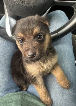 Rescue German Shepherd Dog Dogs for Adoption in Penryn, California - Sierra Red | PetCurious