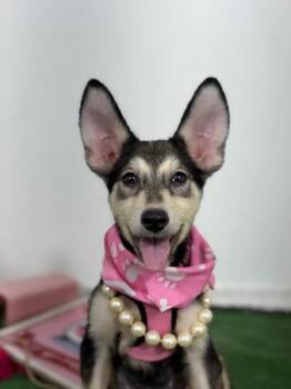 Mindy-One of our Amazing Rescue Dogs -  German Shepherd Dog and Australian Kelpie Dog for Adoption in Carlsbad, California - Mindy-One Of Our Amazing Rescue Dogs | PetCurious