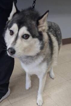 STEELE -  Siberian Husky and Mixed Breed Dog for Adoption in Killeen, Texas - STEELE | PetCurious