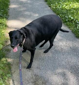 Marli -  Labrador Retriever and Mixed Breed Dog for Adoption in West Chester, Pennsylvania - Marli | PetCurious