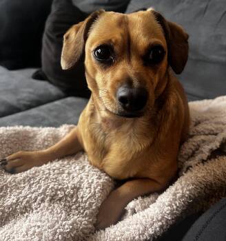 Rescue Dachshund Dogs for Adoption in Georgetown, Kentucky - MAPLES | PetCurious