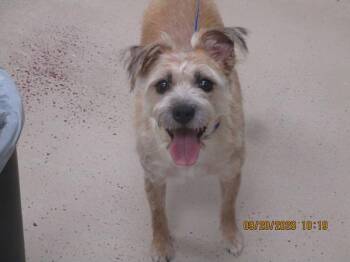 Frida(312) -  Terrier Dog for Adoption in Marietta, Georgia - Frida(312) | PetCurious