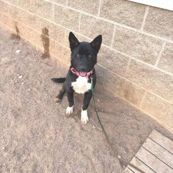 Mixed Breed Dogs Available for Adoption - Rascal | PetCurious