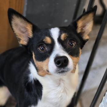 Eddie -  Rat Terrier Dog for Adoption in Normal, Illinois - Eddie | PetCurious