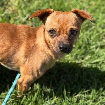 Duo -  Chihuahua Dog for Adoption in Goleta, California - Duo | PetCurious