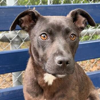 Labrador Retriever and Mixed Breed Dogs Available for Adoption in Dayton, Ohio - Whisper | PetCurious