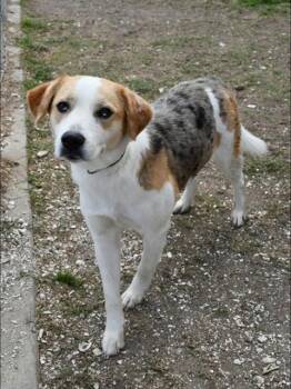 Catahoula Leopard Dog and Beagle Dogs Available for Adoption in Westminster, Maryland - TULIP | PetCurious