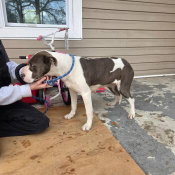 Mixed Breed Dogs Available for Adoption - Anastasia 9636 | PetCurious