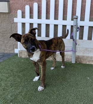 Belgian Shepherd Malinois and Mixed Breed Dogs Available for Adoption in Modesto, California - VALERIE | PetCurious