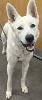 DEACON -  Siberian Husky Dog Available for Adoption - DEACON | PetCurious