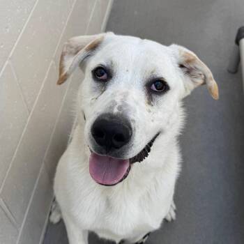 Yo-yo -  Great Pyrenees and Mixed Breed Dog for Adoption in Reno, Nevada - Yo-yo | PetCurious