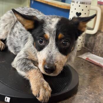 Cremini -  Australian Cattle Dog Blue Heeler and Mixed Breed Dog for Adoption in Eureka Springs, Arkansas - Cremini | PetCurious