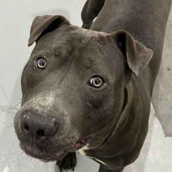 Dewgong( Smokey) -  American Staffordshire Terrier and Mixed Breed Dog for Adoption in Binghamton, New York - Dewgong( Smokey) | PetCurious