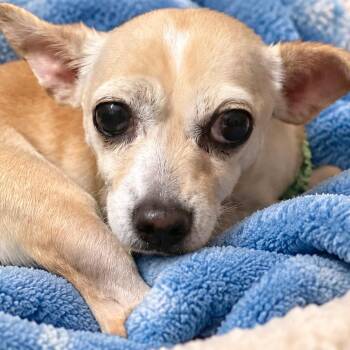 Tipsy -  Chihuahua Dog for Adoption in Hudson, Illinois - Tipsy | PetCurious