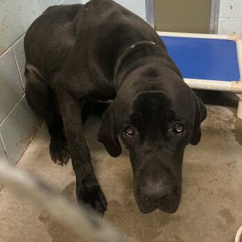 Gator -  Cane Corso Dog for Adoption in Saint Joseph, Missouri - Gator | PetCurious