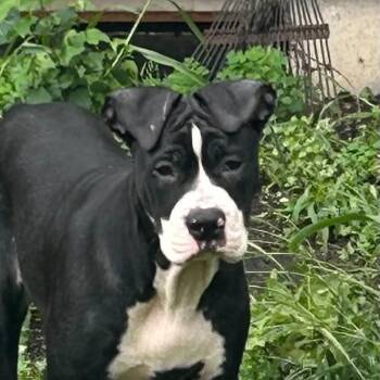 Whiskey -  Mixed Breed Dog for Adoption in Dekalb, Illinois - Whiskey | PetCurious
