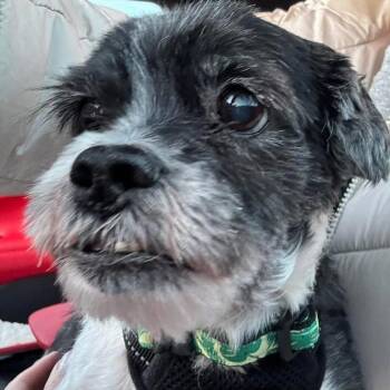 Shih Tzu Dogs Available for Adoption - Rico | PetCurious