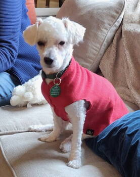 Rescue Poodle Dogs for Adoption in Seattle, Washington - Oliver | PetCurious