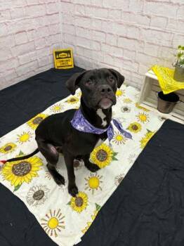 Riesling -  Pit Bull Terrier and Mixed Breed Dog for Adoption in Westland, Michigan - Riesling | PetCurious