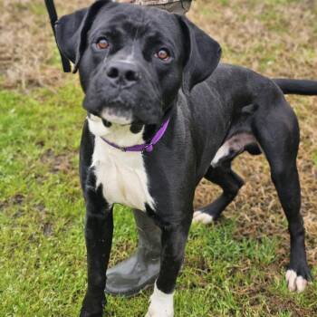 Mixed Breed Dogs Available for Adoption - Amigo | PetCurious