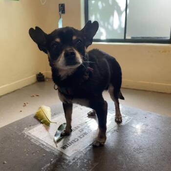 Juguete -  Chihuahua Dog for Adoption in Pasadena, California - Juguete | PetCurious