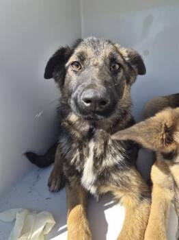 German Shepherd Dog Dogs Available for Adoption - A650870 | PetCurious