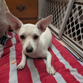 Rescue Chihuahua Dogs for Adoption in Phoenix, Arizona - Gizmo | PetCurious
