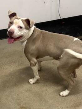 Pit Bull Terrier Dogs Available for Adoption - Pizza | PetCurious