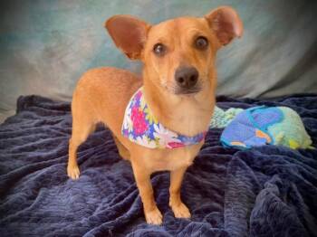 Chihuahua and Terrier Dogs Available for Adoption in Salinas, California - GALLAWAY | PetCurious