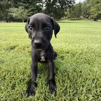 Mia -  Labrador Retriever and Weimaraner Dog for Adoption - Mia | PetCurious