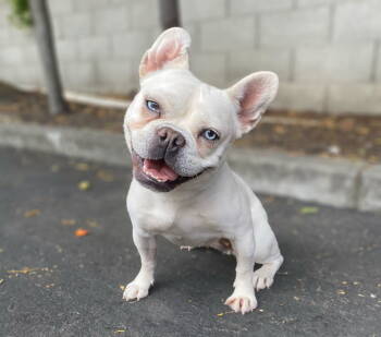Rescue French Bulldog Dogs for Adoption in Palo Alto, California - Plushie | PetCurious