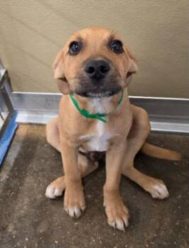Cheeto -  Labrador Retriever Dog for Adoption in Sedalia, Colorado - Cheeto | PetCurious