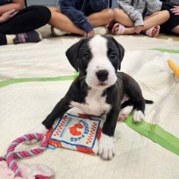 Salem -  Mixed Breed Dog for Adoption in Munster, Indiana - Salem | PetCurious
