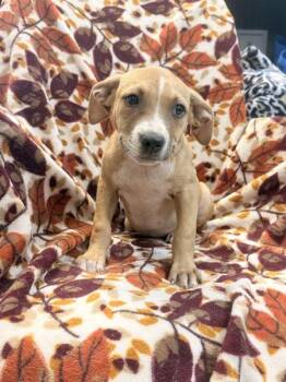 Rochelle -  Pit Bull Terrier Dog for Adoption in Mobile, Alabama - Rochelle | PetCurious