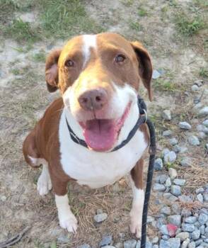 Dori -  Mixed Breed Dog for Adoption in Atlanta, Georgia - Dori | PetCurious