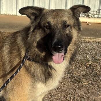 Rescue German Shepherd Dog Dogs for Adoption in Houston, Texas - Bear | PetCurious