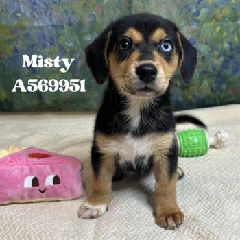 MISTY -  German Shepherd Dog and Australian Shepherd Dog for Adoption - MISTY | PetCurious