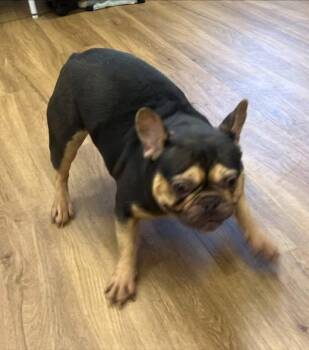 Rescue French Bulldog Dogs for Adoption in Matthews, North Carolina - Maddy | PetCurious