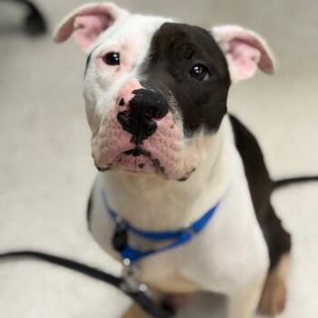 Pit Bull Terrier Dogs Available for Adoption - Cochise  | PetCurious
