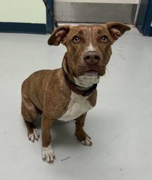 Rescue Pit Bull Terrier and Mixed Breed Dogs for Adoption in Savannah, Georgia - Tipper | PetCurious