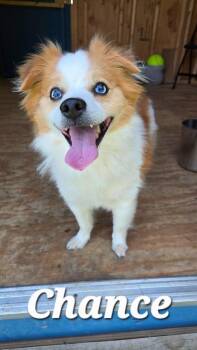 Chance Yrly 260 -  Pomeranian Dog for Adoption in Sidney, Ohio - Chance Yrly 260 | PetCurious