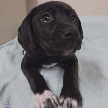 Labrador Retriever Dogs Available for Adoption - Dory | PetCurious