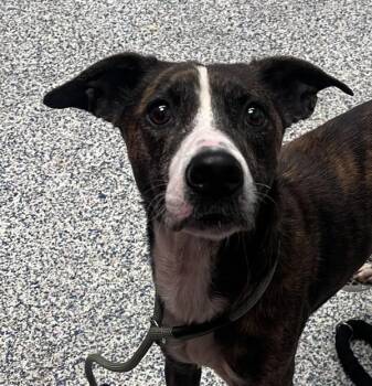 Tana -  Plott Hound Dog for Adoption in Golden, Colorado - Tana | PetCurious