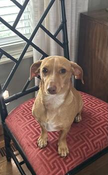 Dachshund Dogs Available for Adoption in Chicago, Illinois - DARLIN 