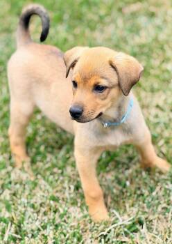 Jonathan Quayle Higgins III -  Mixed Breed Dog for Adoption in Winchester, Kentucky - Jonathan Quayle Higgins III | PetCurious