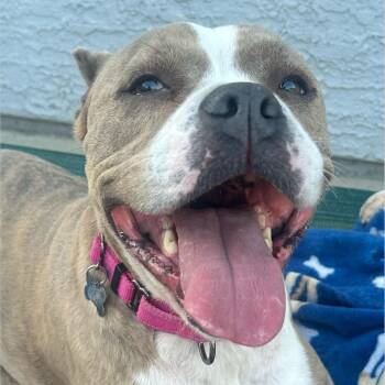 Pit Bull Terrier and American Staffordshire Terrier Dogs Available for Adoption in Citrus Heights, California - Gracie | PetCurious